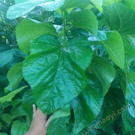 批發大葉桑良桑河池蠶桑高產嫁接農桑14號桑樹種苗木中科