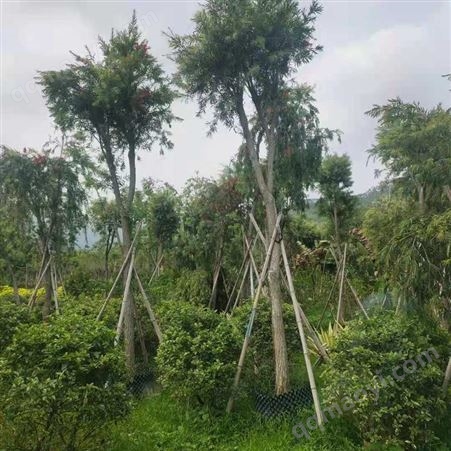 串錢柳 5-18公分 垂枝紅千層庭院觀賞風景樹 樹形濃密 花多艷麗